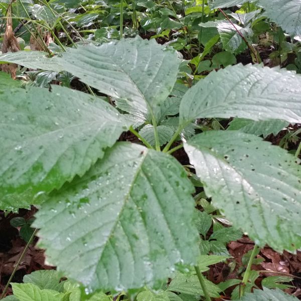 Virginia Creeper - Image 3