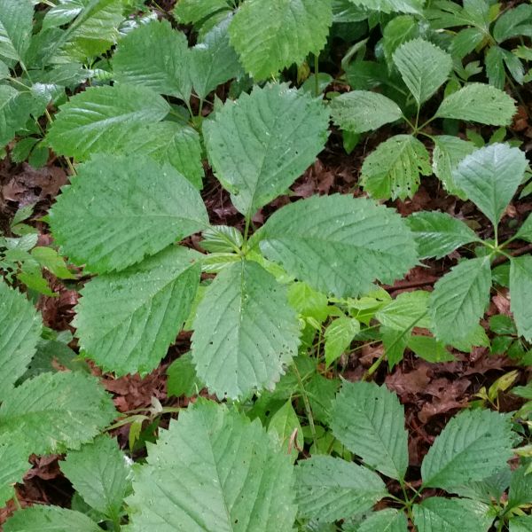 Virginia Creeper - Image 4