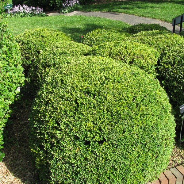 Korean Boxwood - Image 4