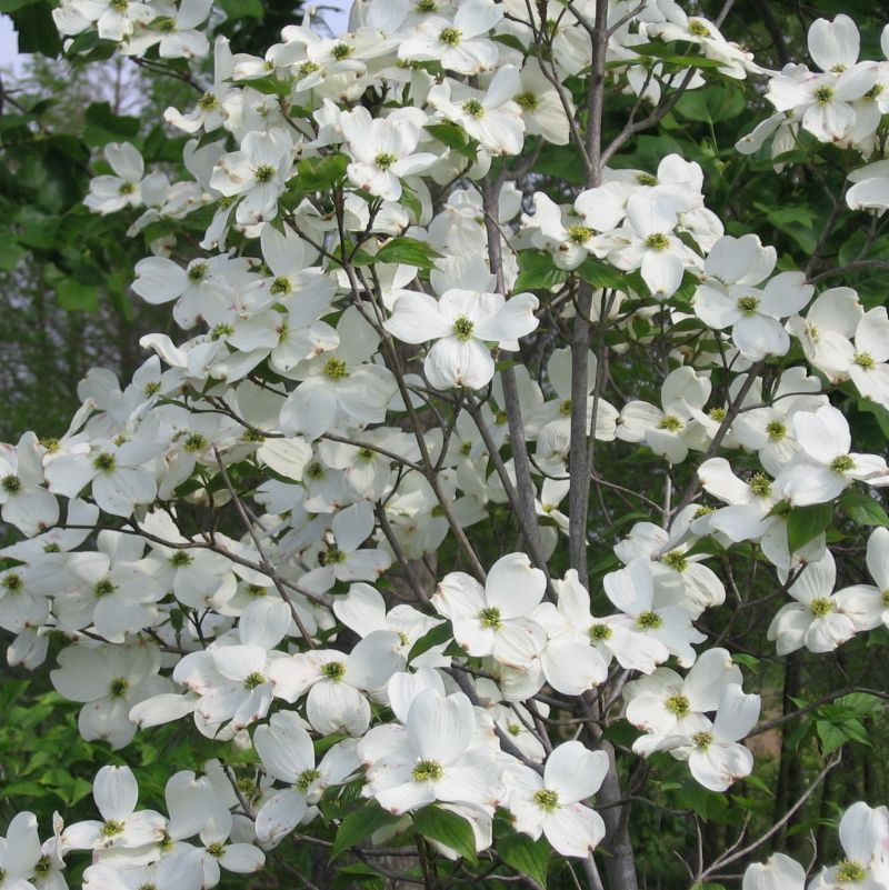 White Flowering Dogwood - Image 4