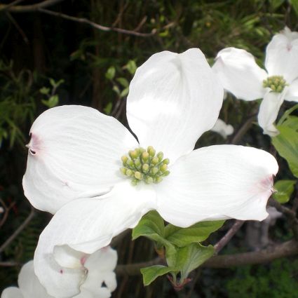 White Flowering Dogwood - Image 5