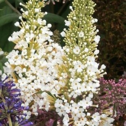 White Profusion Butterfly Bush - Image 3