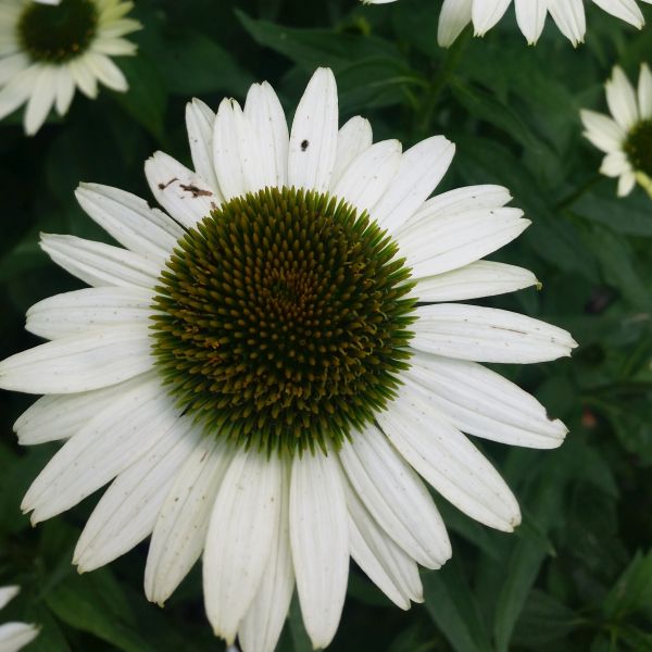 White Swan Coneflower - Image 3