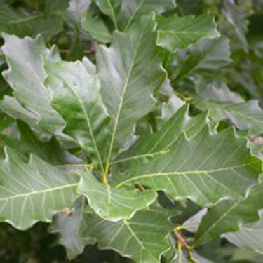 White Oak - Image 4
