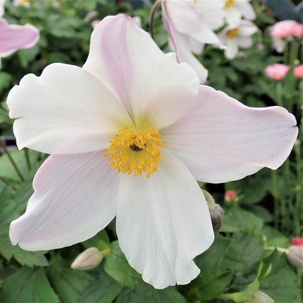 Wild Swan Anemone - Image 3