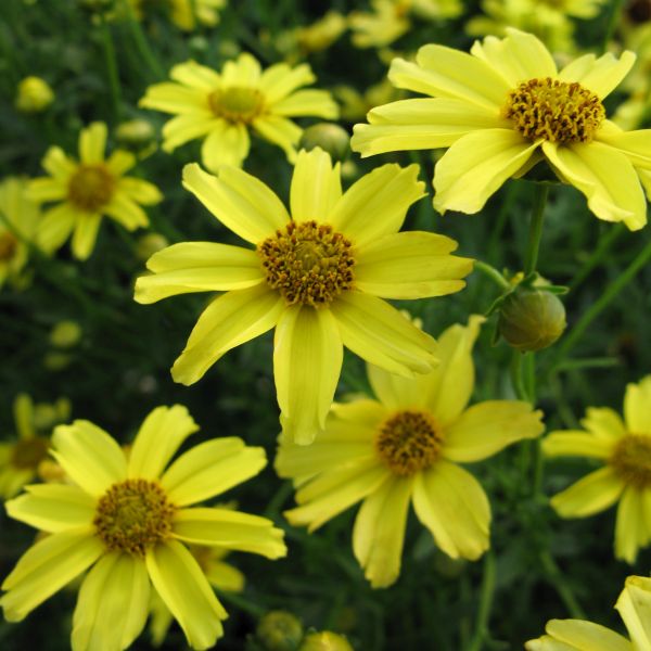 Zagreb Coreopsis - Image 5
