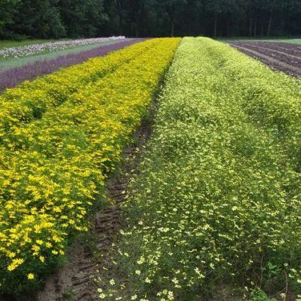 Zagreb Coreopsis - Image 4