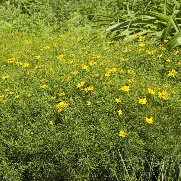 Zagreb Coreopsis - Image 3