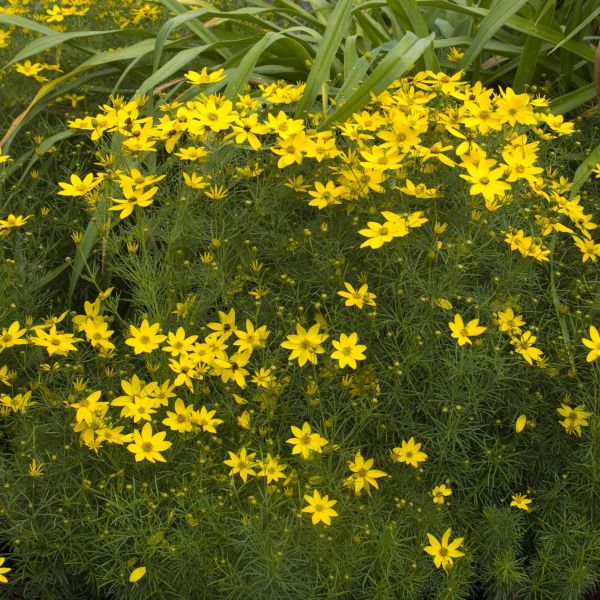 Zagreb Coreopsis