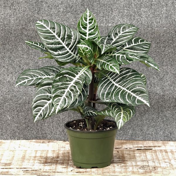 Zebra Plant - Image 4