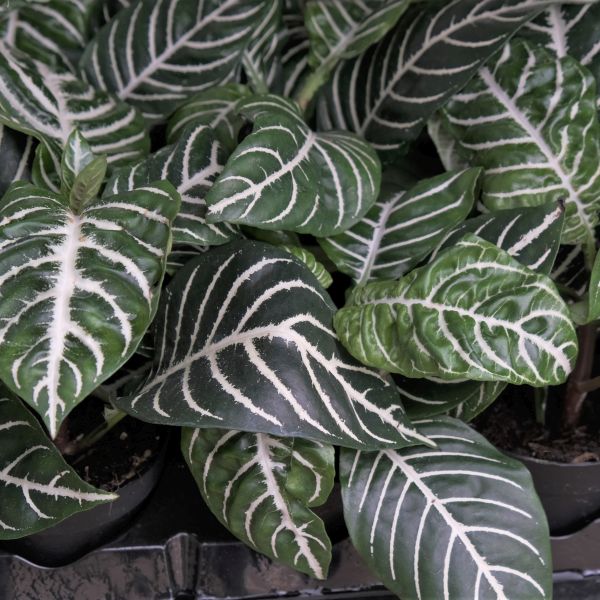 Zebra Plant - Image 3