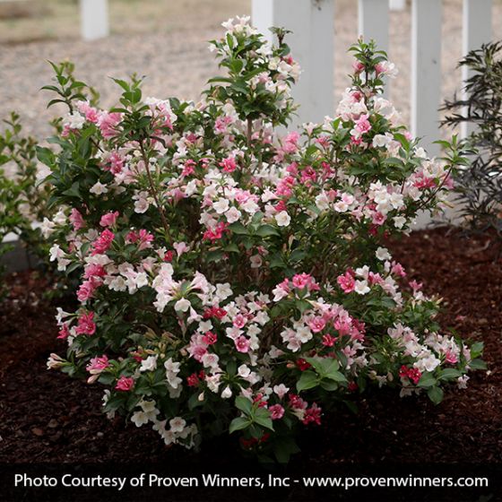 Czechmark Trilogy Weigela - Image 3