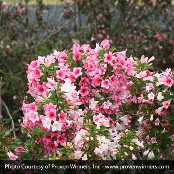 Czechmark Trilogy Weigela - Image 4