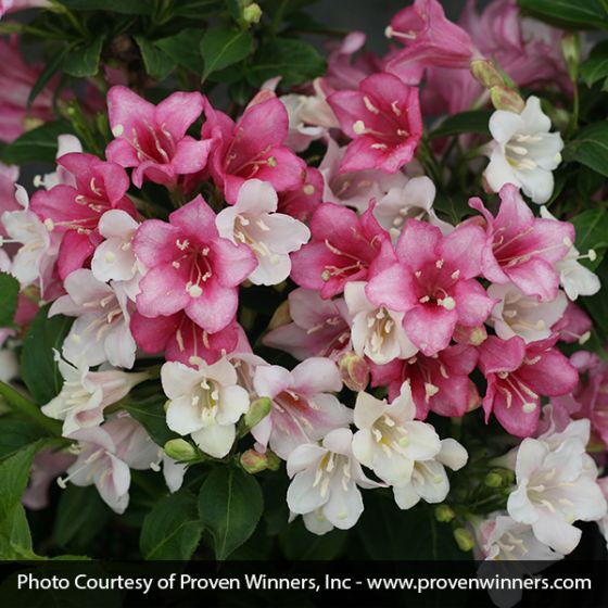 Czechmark Trilogy Weigela