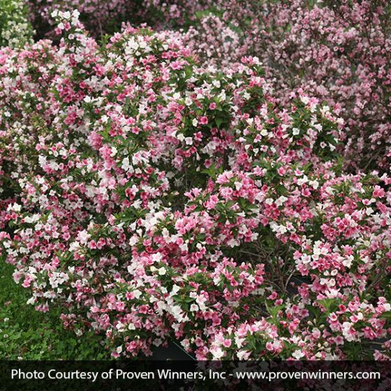 Czechmark Trilogy Weigela - Image 2